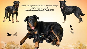 Les 10 chiots de Rhapsodie et Vulcain nés le 07/08/2025