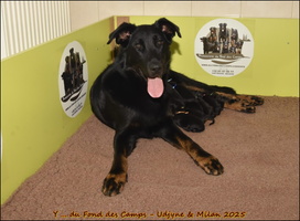 Les 10 chiots d'Udjyne et Milan du Murier de Sordeille nés le 29/09/2025