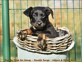 Yesse du Fond des Camps