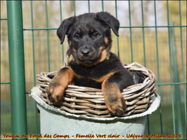 Yougin du Fond des Camps