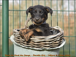 Yzzie du Fond des Camps