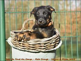 Yager du Fond des Camps