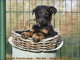 Yango du Fond des Camps