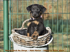 Yero du Fond des Camps