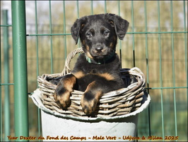 Yvar Dexter du Fond des Camps