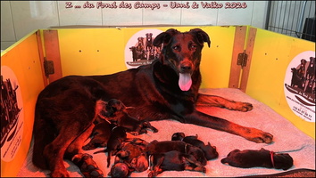 Les 6 chiots de Uani et Valko nés le 13/04/2026