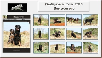 Calendrier Beauceron 2016 + Reportage complet