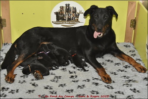 Les 8 chiots de Uani et Rogon nés le 27/02/2025