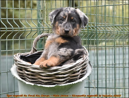 Ygor argenté du Fond des Camps