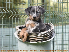 Ypsilon argenté du Fond des Camps