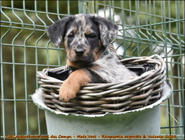 Yuki argenté du Fond des Camps