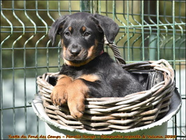 Yvette du Fond des Camps