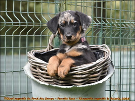 Y'Circé argentée du Fond des Camps
