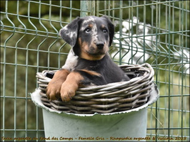 Yorka argentée du Fond des Camps