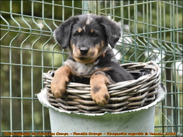 Yumi argentée du Fond des Camps