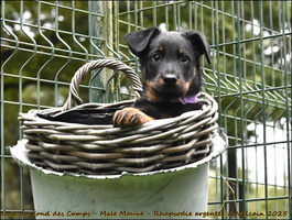 Yoda du Fond des Camps